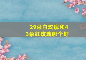 29朵白玫瑰和43朵红玫瑰哪个好