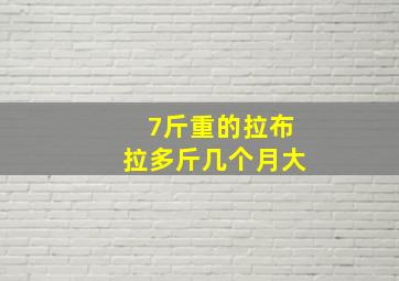 7斤重的拉布拉多斤几个月大