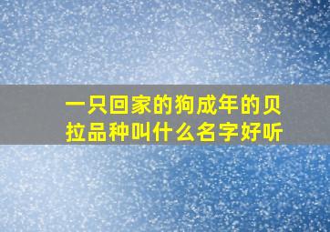 一只回家的狗成年的贝拉品种叫什么名字好听