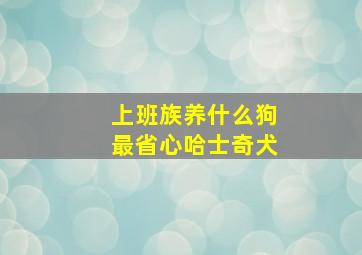 上班族养什么狗最省心哈士奇犬