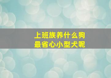 上班族养什么狗最省心小型犬呢