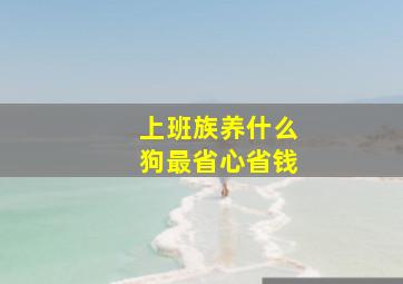 上班族养什么狗最省心省钱