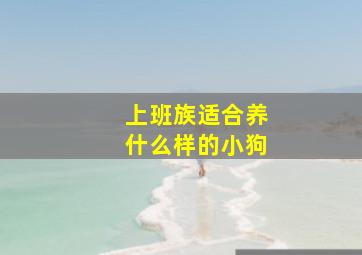 上班族适合养什么样的小狗