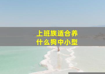 上班族适合养什么狗中小型