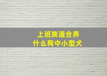 上班族适合养什么狗中小型犬