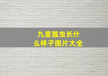 九星瓢虫长什么样子图片大全