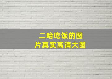 二哈吃饭的图片真实高清大图