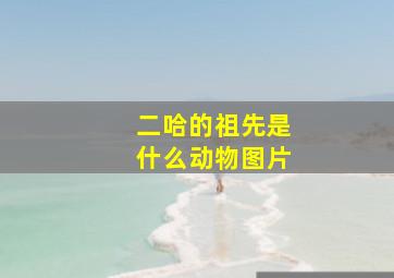 二哈的祖先是什么动物图片