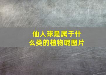 仙人球是属于什么类的植物呢图片