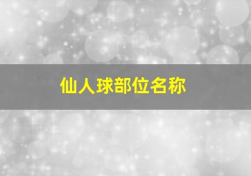 仙人球部位名称