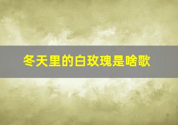 冬天里的白玫瑰是啥歌