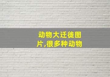 动物大迁徙图片,很多种动物