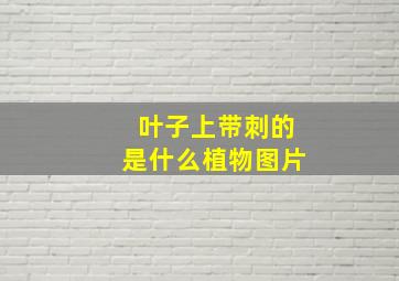 叶子上带刺的是什么植物图片