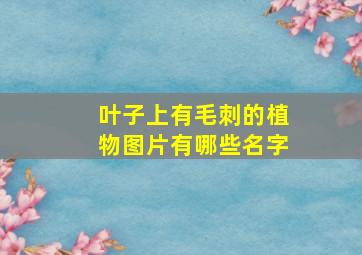 叶子上有毛刺的植物图片有哪些名字