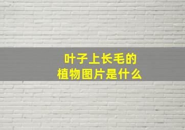 叶子上长毛的植物图片是什么