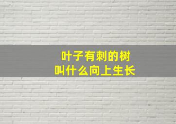 叶子有刺的树叫什么向上生长