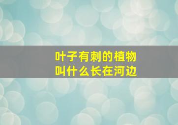 叶子有刺的植物叫什么长在河边