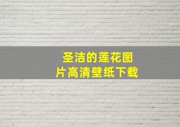 圣洁的莲花图片高清壁纸下载