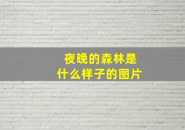 夜晚的森林是什么样子的图片