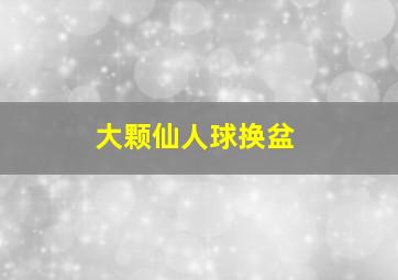 大颗仙人球换盆