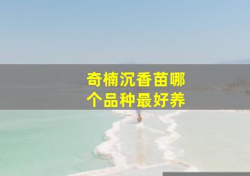 奇楠沉香苗哪个品种最好养