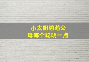 小太阳鹦鹉公母哪个聪明一点