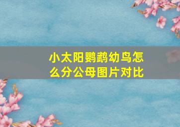 小太阳鹦鹉幼鸟怎么分公母图片对比