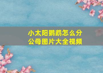 小太阳鹦鹉怎么分公母图片大全视频