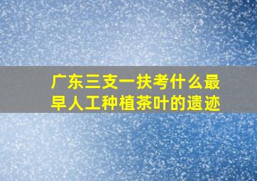 广东三支一扶考什么最早人工种植茶叶的遗迹