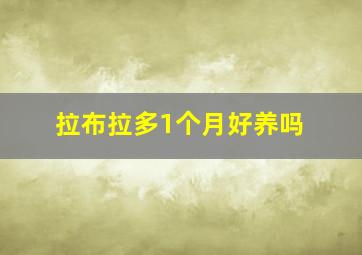 拉布拉多1个月好养吗