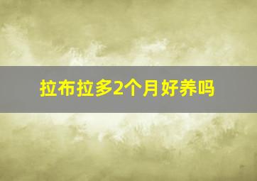 拉布拉多2个月好养吗