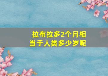 拉布拉多2个月相当于人类多少岁呢