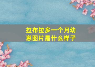 拉布拉多一个月幼崽图片是什么样子