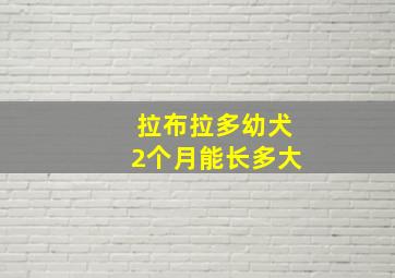 拉布拉多幼犬2个月能长多大