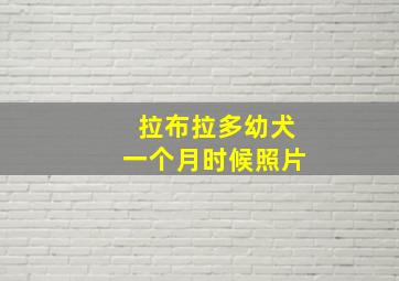 拉布拉多幼犬一个月时候照片