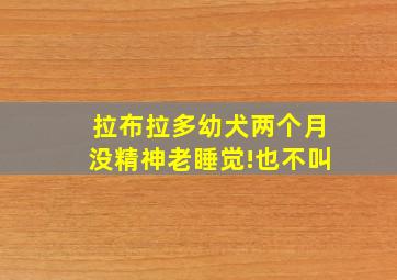 拉布拉多幼犬两个月没精神老睡觉!也不叫