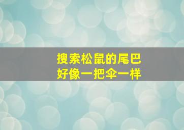 搜索松鼠的尾巴好像一把伞一样