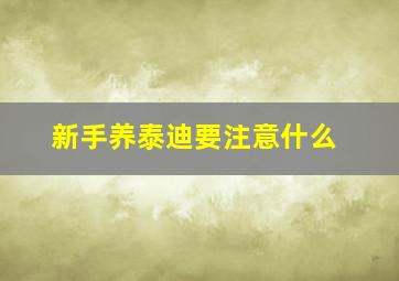 新手养泰迪要注意什么