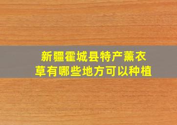 新疆霍城县特产薰衣草有哪些地方可以种植