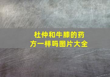 杜仲和牛膝的药方一样吗图片大全