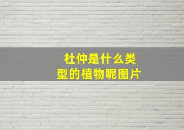 杜仲是什么类型的植物呢图片