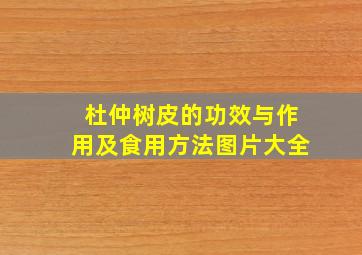 杜仲树皮的功效与作用及食用方法图片大全