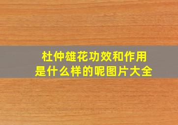 杜仲雄花功效和作用是什么样的呢图片大全