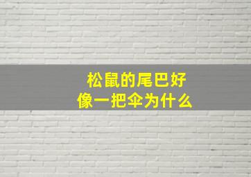 松鼠的尾巴好像一把伞为什么