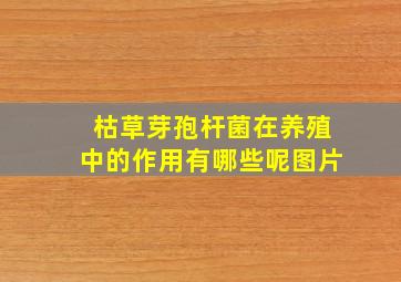 枯草芽孢杆菌在养殖中的作用有哪些呢图片