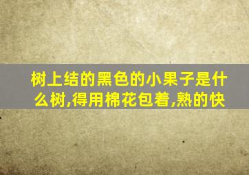 树上结的黑色的小果子是什么树,得用棉花包着,熟的快