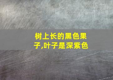 树上长的黑色果子,叶子是深紫色