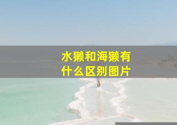 水獭和海獭有什么区别图片