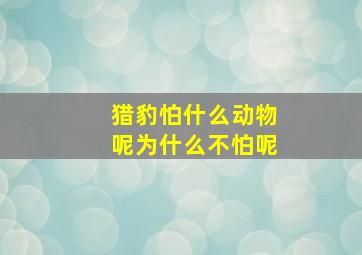 猎豹怕什么动物呢为什么不怕呢