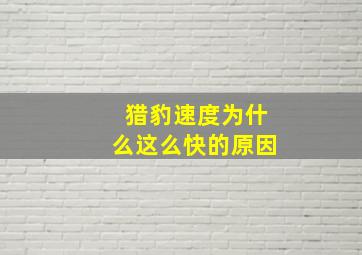 猎豹速度为什么这么快的原因